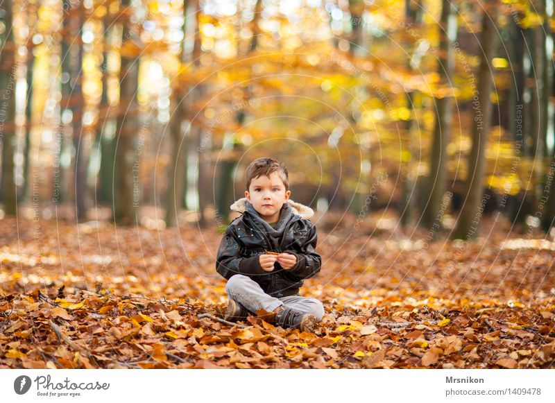 in the wood Child Toddler Boy (child) Infancy Life 1 Human being 3 - 8 years Nature Autumn Beautiful weather Forest Sit Sit Cross Legged Looking Staring Wait