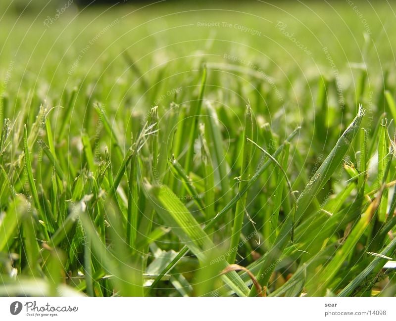 minced Green Grass Lawnmower Meadow Mince