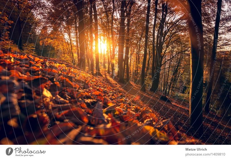 Sun forest 3 Environment Nature Sunrise Sunset Sunlight Autumn Beautiful weather Warmth Tree Leaf Forest Hill Automn wood Leaf canopy Deciduous tree