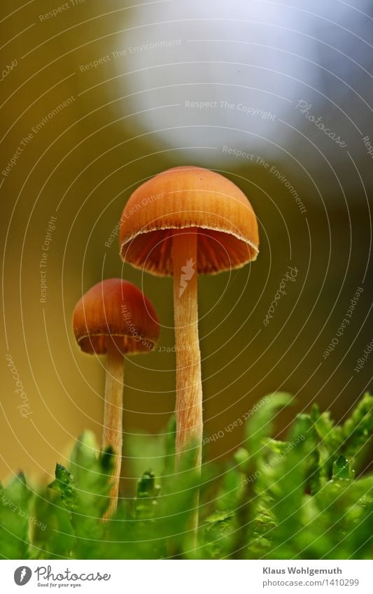 Two little men standing in the forest .... Environment Nature Plant Autumn Beautiful weather Moss Forest Stand Blue Brown Green Mushroom Mushroom cap Lamella