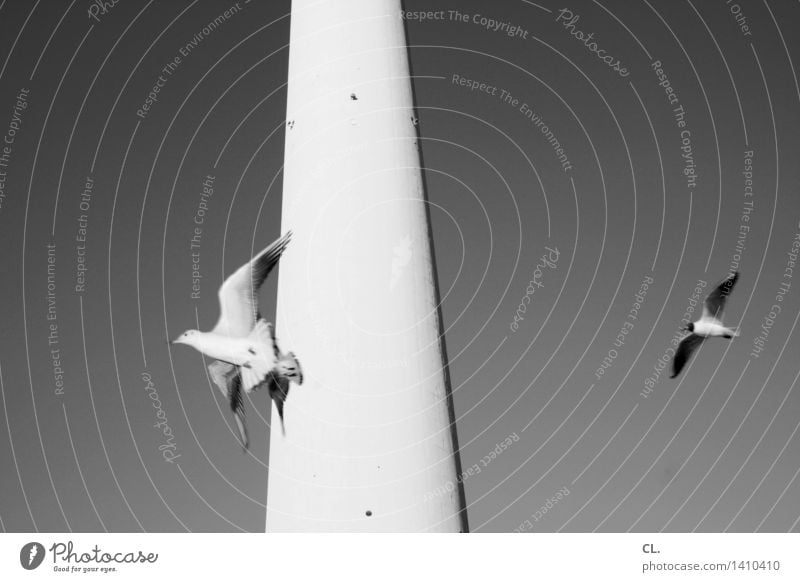 air berlin Sky Cloudless sky Beautiful weather Berlin Town Tower Building Berlin TV Tower Animal Wild animal Bird Wing Seagull 3 Flying Tall Freedom