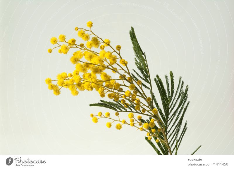 Silver acacia, acacia dealbata, flowering, Nature Plant Tree Bushes Blossom Park Forest Virgin forest Blossoming Free Yellow White Shame silver acacia