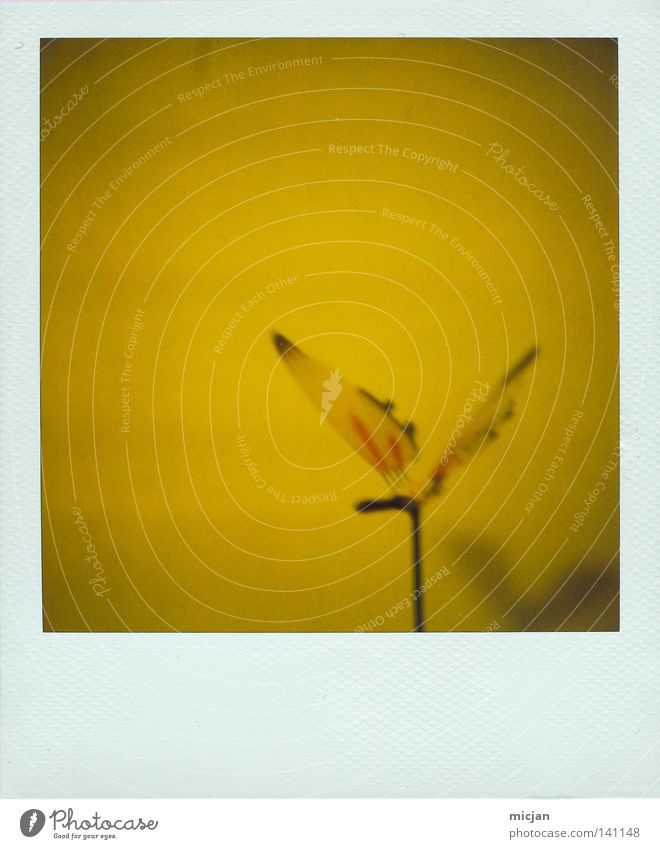 lemon flutter Polaroid Analog 600 Picture frame White Yellow Butterfly Insect Art Artificial Placed Plastic Flying Free Freedom Stick Colour Wing Fragile Air