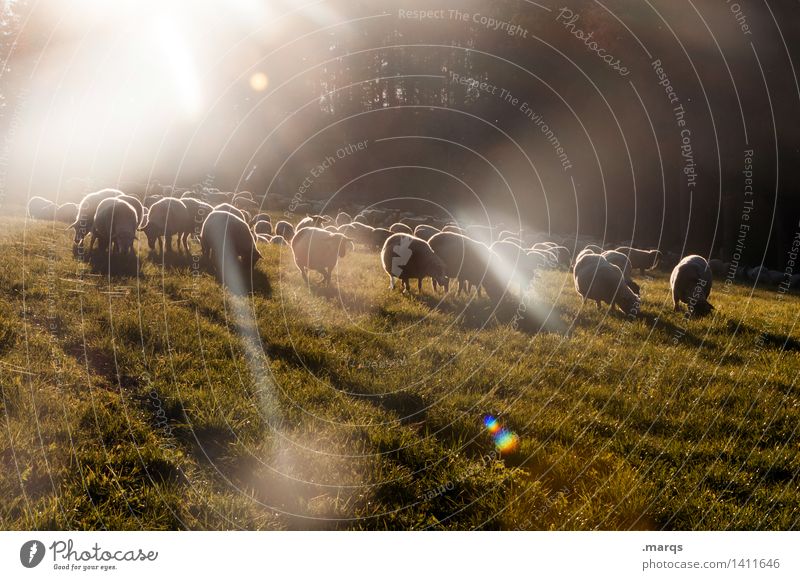 Sheep in Space Nature Beautiful weather Meadow Animal Farm animal Group of animals Herd Moody Colour photo Exterior shot Deserted Copy Space bottom Evening
