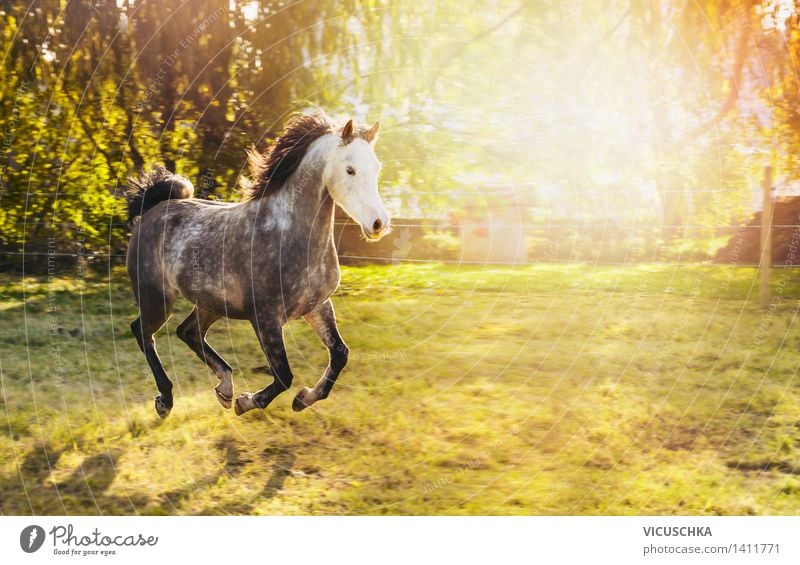 Stallion with white head and black mane Lifestyle Summer Nature Sunlight Spring Autumn Beautiful weather Bushes Park Meadow Animal Horse Design Running Gallop