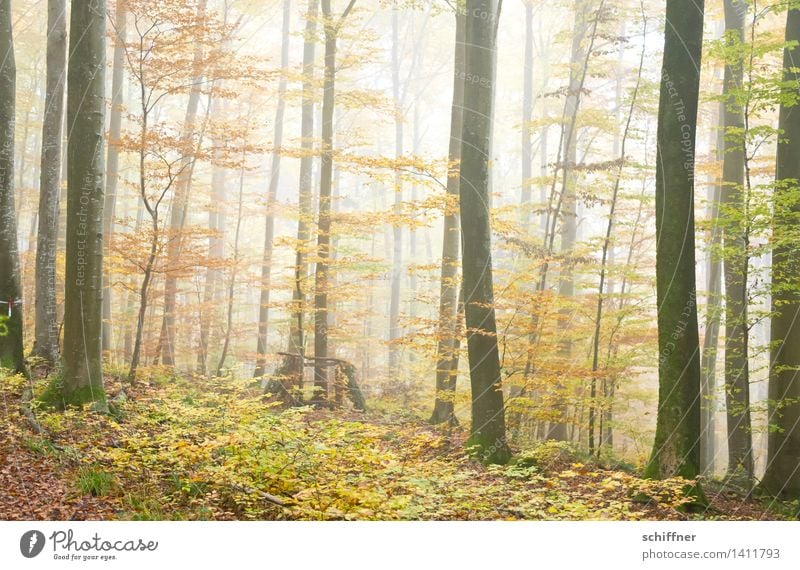Autumn leaves Nature Fog Tree Bushes Leaf Forest Yellow Green Automn wood Tree trunk Cloud forest Exterior shot Deserted