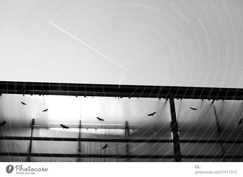 flight movements Sky Cloudless sky Beautiful weather Aviation Airplane Bird Flying Black & white photo Exterior shot Deserted Day