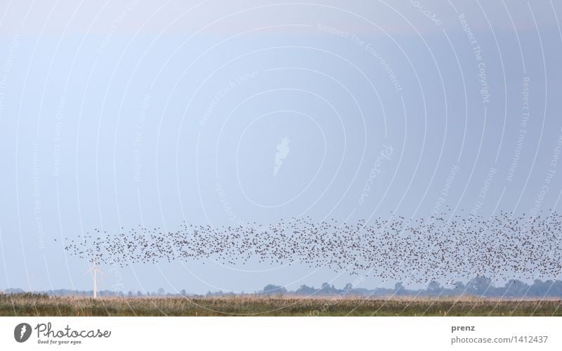 The trail of starlings Environment Nature Landscape Animal Sky Summer Autumn Beautiful weather Coast Baltic Sea Wild animal Bird Flock Blue Gray Starling Many
