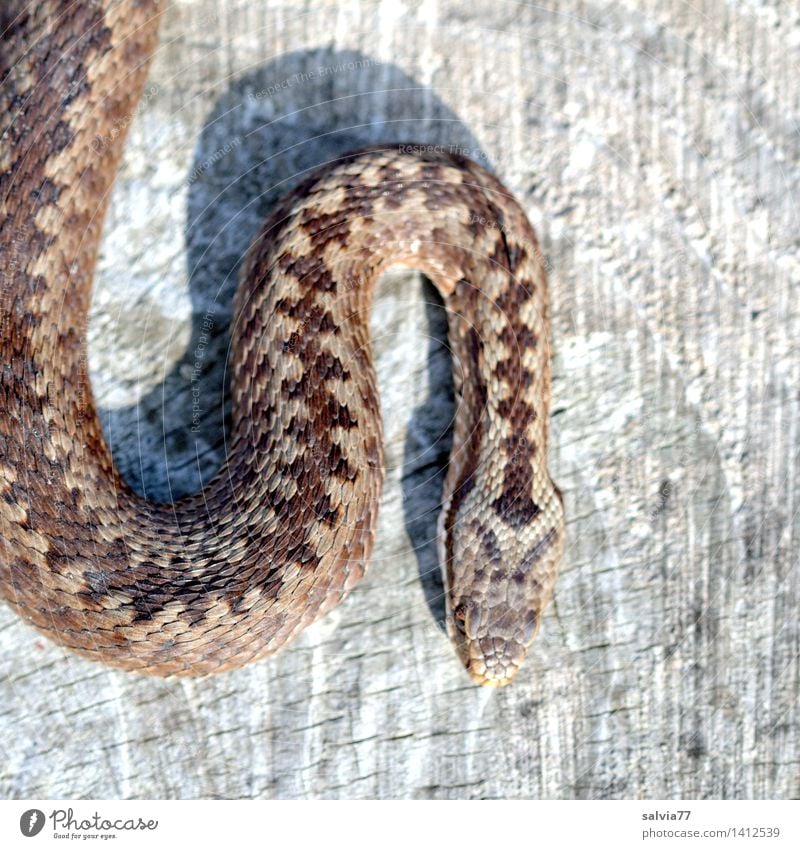serrated pattern Nature Animal Snake Scales Adder Viper 1 Thin Brown Gray Attentive Watchfulness Esthetic Threat Crawl Creep Timidity Pattern Reptiles Dangerous