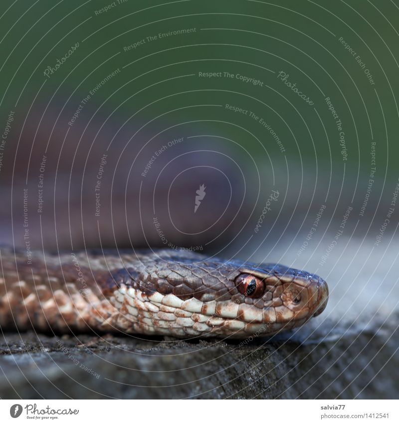 poker face Nature Animal Snake Animal face Scales Zoo Adder Reptiles 1 Observe Hunting Threat Astute Brown Gray Green Creep Crawl poisonous snake Gaze