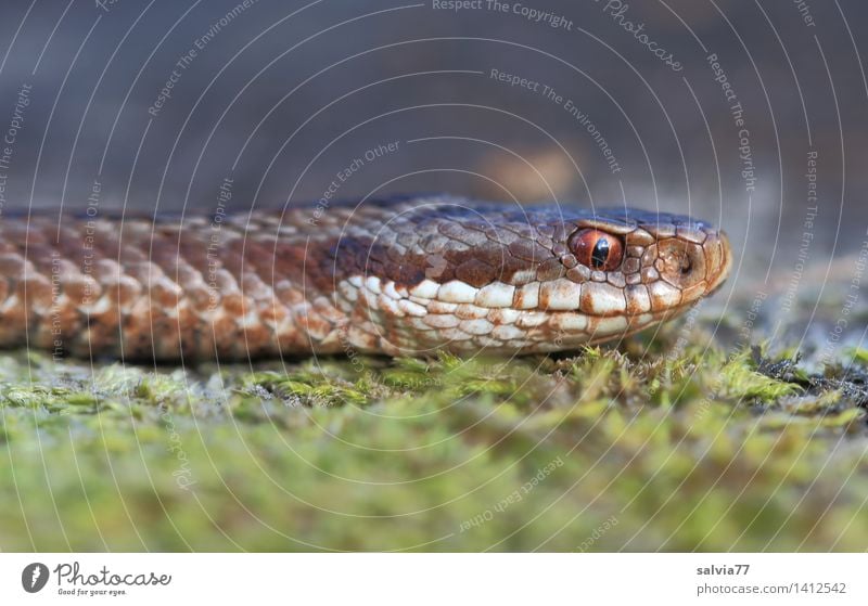 Silent Nature Animal Earth Moss Forest Bog Marsh Snake Animal face Scales Adder Reptiles 1 Observe Threat Astute Brown Gray Green Watchfulness Senses Target