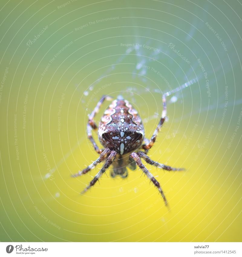 Waiting for... Environment Nature Animal Storm clouds Summer Autumn Garden Spider garden cross spider Cross spider 1 Observe Touch To hold on Hang Small Astute