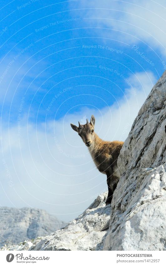 YOUNG IBEX ON THE MOUNTAIN ROCKS, ITALY Front view Animal portrait Sunlight Exterior shot Colour photo Clouds Landscape PARK Nature Wild Natural Wild animal