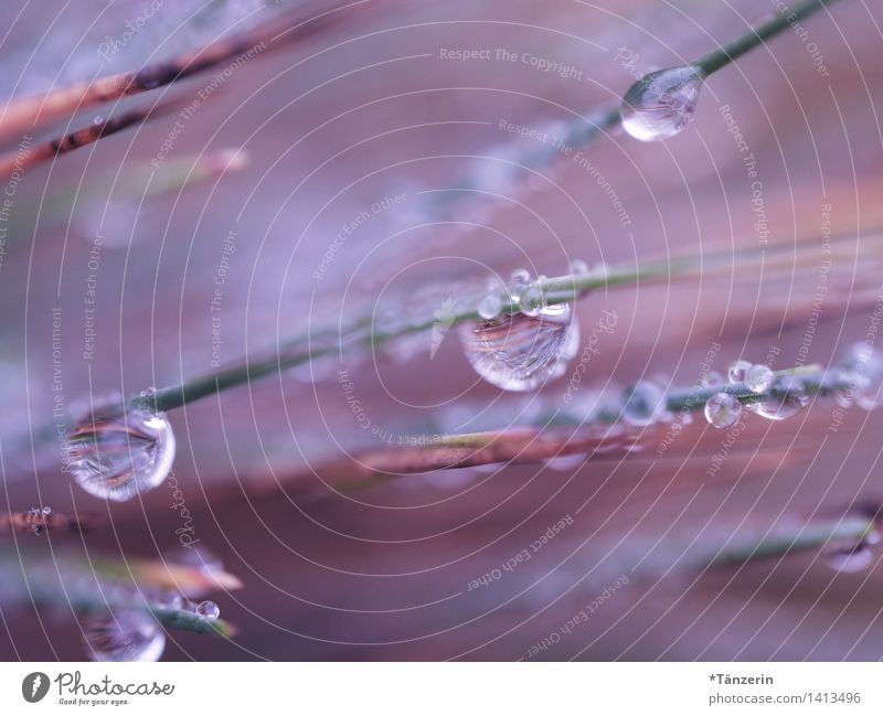 dew drops Environment Nature Plant Elements Water Drops of water Autumn Grass Garden Park Meadow Esthetic Fresh Wet Natural Beautiful Soft Blue Pink Turquoise