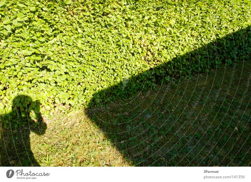 gawk, don't gawk Shadow play Light Sunlight Bright Summer Hedge Leaf Wall (building) Wall (barrier) Border Grass Man Photographer Take a photo Positive Direct