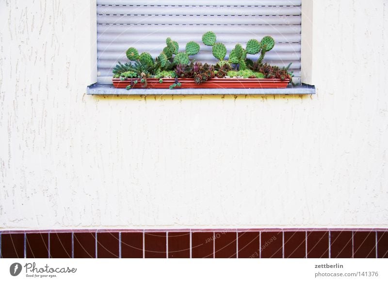 cacti Cactus Plant Oxygen Window box Venetian blinds Roller shutter Closed Plantlet Physics House (Residential Structure) Tenant Landlord Building Detail