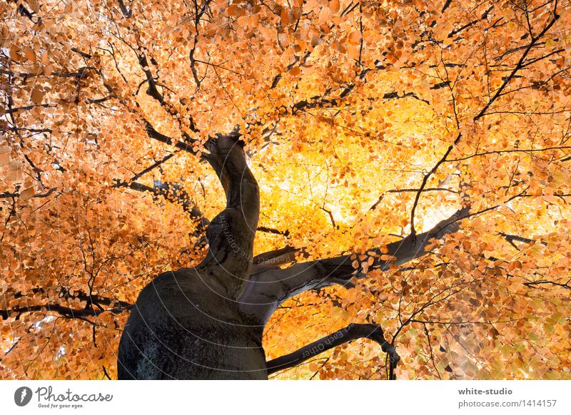 Absolute Autumn Environment Nature Plant Climate Weather Beautiful weather Tree Dream Life Rachis Junction Crossroads Branched Tree trunk Orange