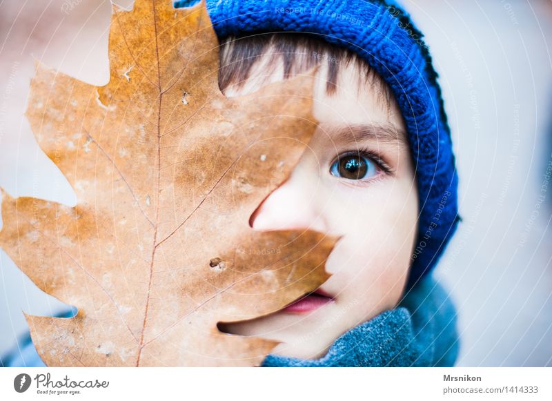 Do you see me? Child Toddler Boy (child) Infancy Eyes 1 Human being 3 - 8 years Looking Autumn Autumnal Early fall Seasons Cap Brown Brunette Leaf Colour photo