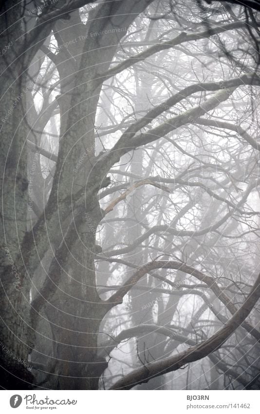 foggy woods #8 Fog Loneliness Cold Dark Tree Winter Forest Wet Damp Frozen Nature Misty atmosphere Ambiguous Mysterious Portrait format Vertical trees baeme