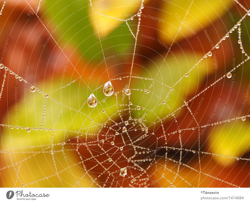 stunning drops Nature Plant Elements Drops of water Autumn Beautiful weather Garden Park Meadow Forest Esthetic Natural Spider's web Colour photo Multicoloured