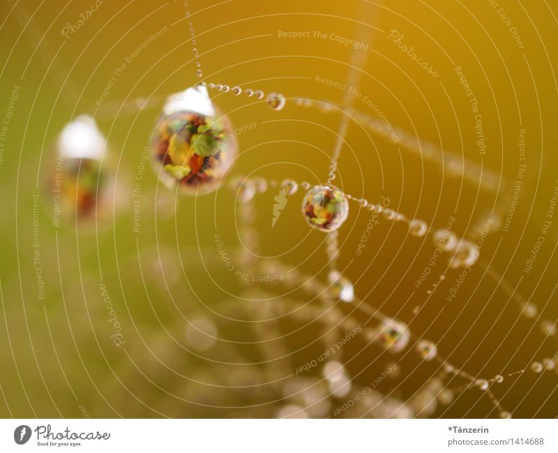 stunning drops Environment Nature Sun Autumn Beautiful weather Plant Garden Park Meadow Esthetic Exceptional Fresh Natural Yellow Spider's web Dew Colour photo