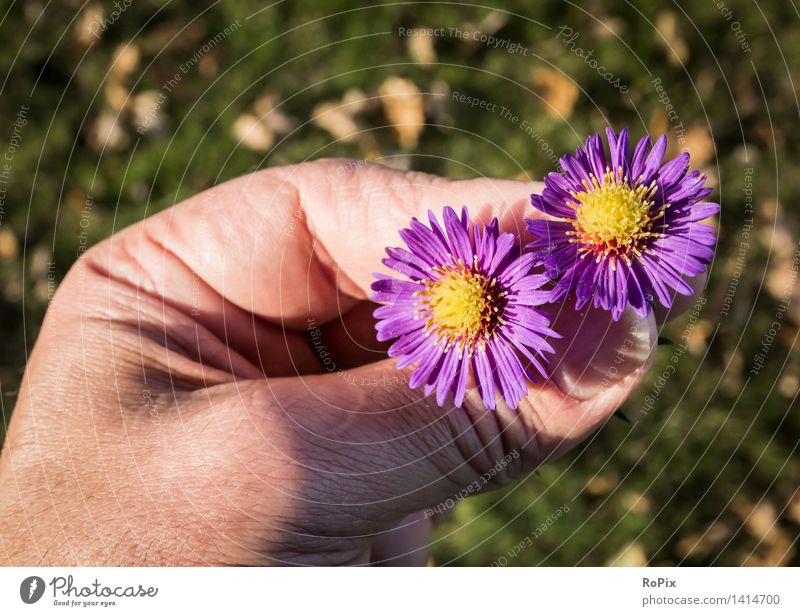autumn asters Wellness Harmonious Contentment Relaxation Garden Skin Hand Fingers Environment Nature Plant Autumn Weather Beautiful weather Flower Blossom Park