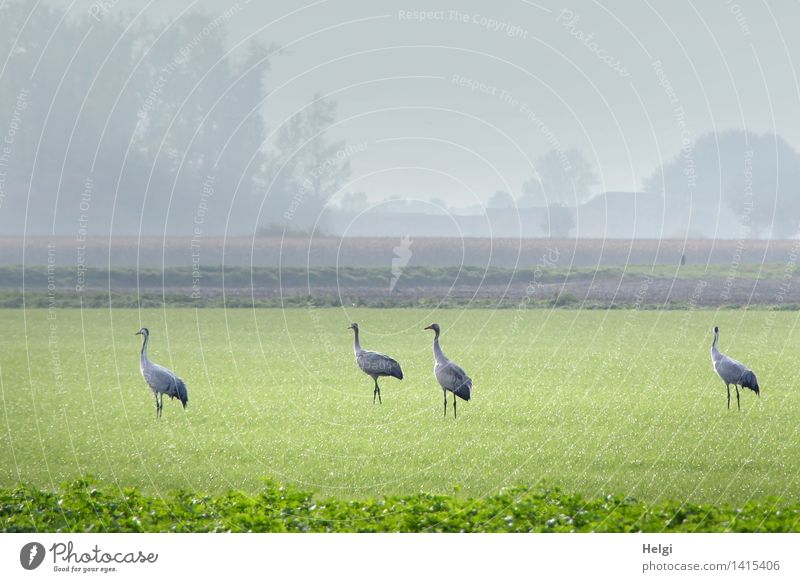 Helgiland II Cranes! Environment Nature Landscape Plant Animal Autumn Fog Grass Foliage plant Agricultural crop Meadow Field Wild animal Bird 4 Group of animals