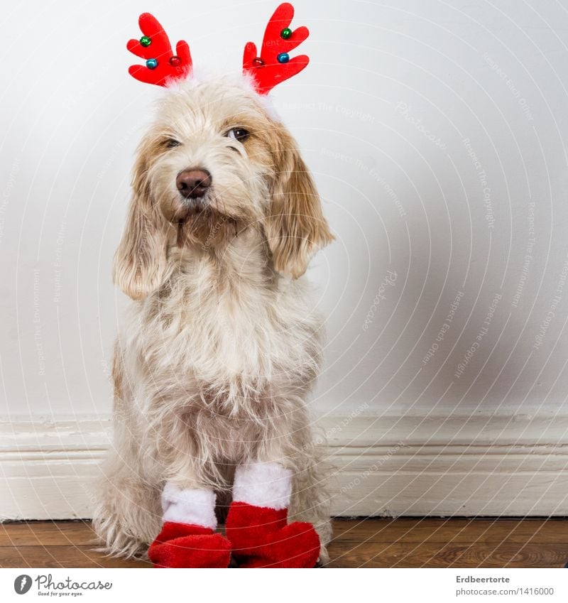 How's that? You're supposed to be Santa Claus? Animal Pet Dog 1 Observe Sit Wait Brash Curiosity Cute Anticipation Watchfulness Skeptical Christmas Reindeer