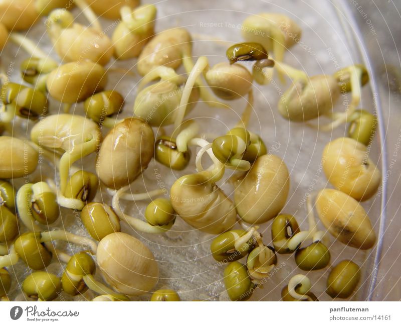 bean sprouts Kitchen Beans Artificial light Germ Macro (Extreme close-up)