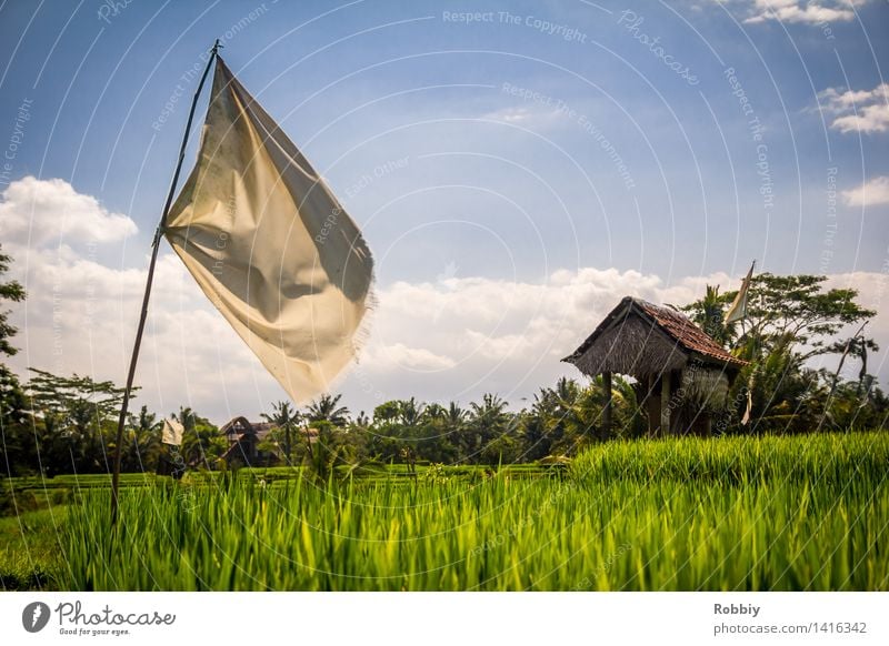 Where the sack of rice falls over Workplace Agriculture Forestry Landscape Paddy field Rice Field Flag Hut Natural Performance Food Extend Country  garden Farm