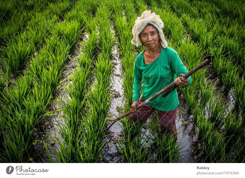 rice farmer Farmer Working in the fields Agriculture Forestry Feminine Woman Adults 1 Human being 45 - 60 years 60 years and older Senior citizen Field