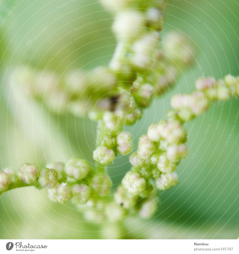 squashy Plant Flower Blossom Soft Round Sphere Green Delicate Pleasant Sleep Medicinal plant Vulnerable Environment Macro (Extreme close-up) Safety (feeling of)