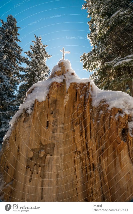 I kneel before the cross Nature Winter Beautiful weather Ice Frost Snow tree stump Tree Wood Crucifix Illuminate Hope Religion and faith Weathered Brilliant