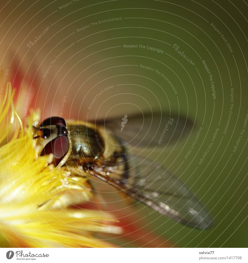 delicatessen Environment Nature Plant Animal Flower Blossom Frostwork Garden Fly Animal face Wing Compound eye hoverfly 1 Swimming & Bathing Blossoming
