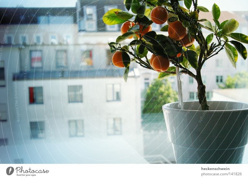 dreaming tree Fruit Orange Pot Freedom Flat (apartment) House (Residential Structure) Decoration Plant Tree Window Roof Street Glass Dream Growth Hope Longing