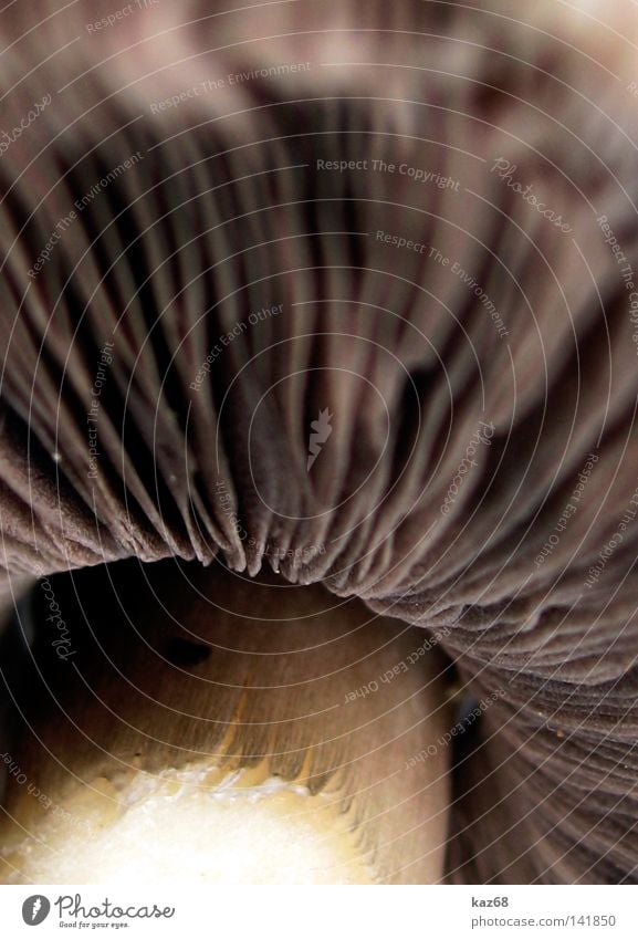 mushroom Ecological Nature Biology Maturing time Shadow Beige Spore Disk Lamella Mushroom Macro (Extreme close-up) Section of image Partially visible Detail