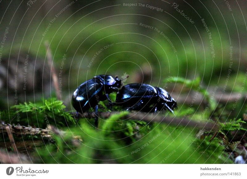 Dung beetle in the mating season Nature Insect Beetle Crawl Ground Europe Rutting season Animal Exterior shot dung beetle Anoplotrupes stercorosus anoplotrupes