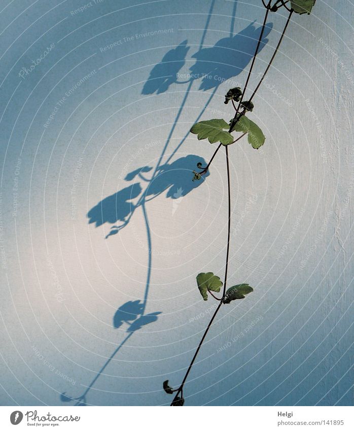 tendril of a green plant with leaves casts shadows on a bright wall Plant Tendril Nature Leaf Leaf bud Light Shadow Self portrait Bright Dark Long Thin Hang