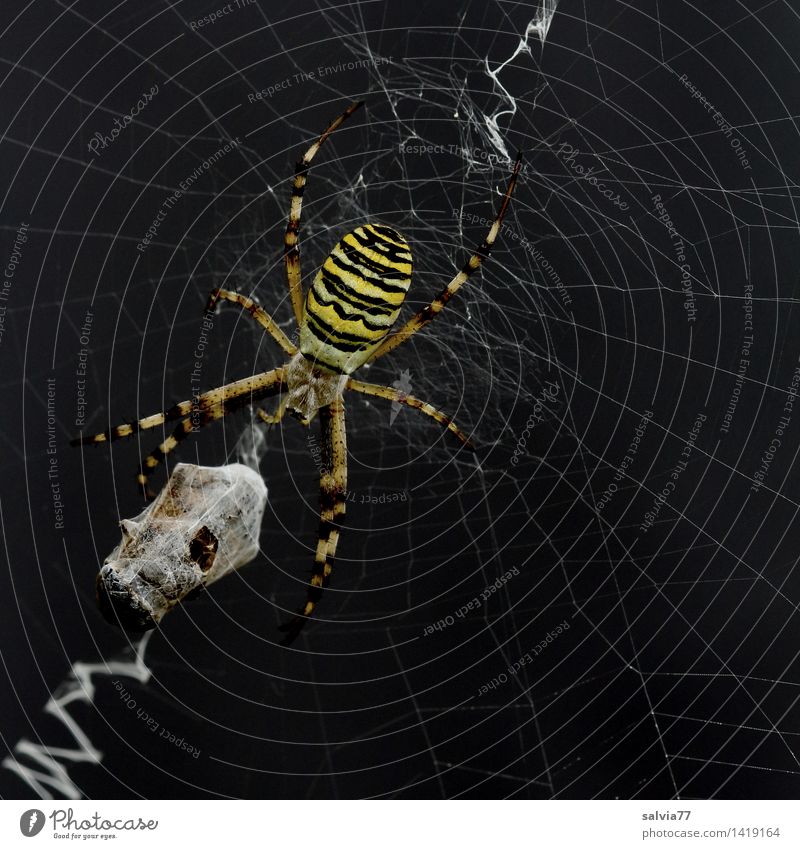 packaging paranoia Environment Nature Plant Animal Spider Black-and-yellow argiope 1 Touch Catch To feed Hang Crawl Wait Aggression Threat Dark Success