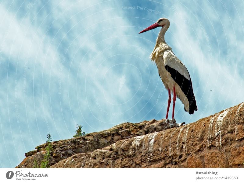 majesty Nature Animal Sky Clouds Weather Beautiful weather Plant Rabat Morocco Wall (barrier) Wall (building) Wild animal Bird Animal face Wing Stork 1 Stone