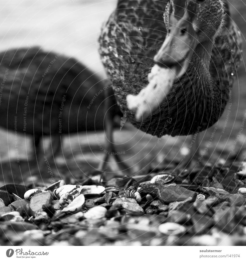 Happi found Duck Water Rhine River Nutrition Appetite Feeding Bird Feather Free Freedom Delicious Blur Black White Beak Head Eyes Animal Waddle Beach Coast