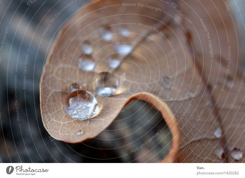a pearl of nature Nature Plant Water Drops of water Autumn Rain Leaf Limp Dew Fresh Wet Brown Round Colour photo Exterior shot Close-up Detail
