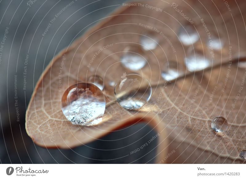 drip Nature Water Drops of water Autumn Leaf Rachis Fresh Brown Gray Considerable Colour photo Subdued colour Exterior shot Close-up Detail