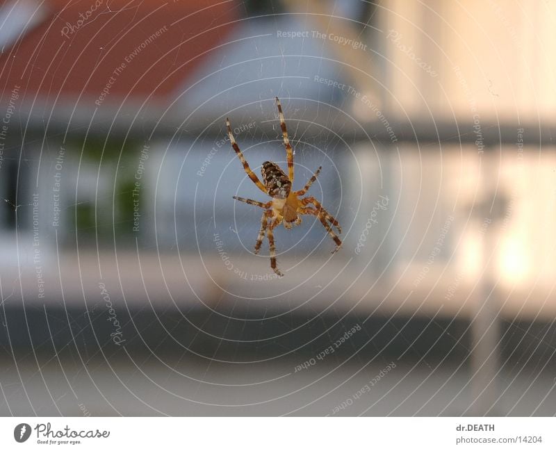 spider Spider Blur Balcony Roof House (Residential Structure) Net