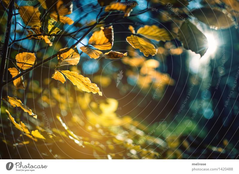 golden shimmer Style Nature Sun Sunlight Autumn Beautiful weather Tree Wild plant Deciduous forest Leaf canopy Twigs and branches leaves Forest Blur