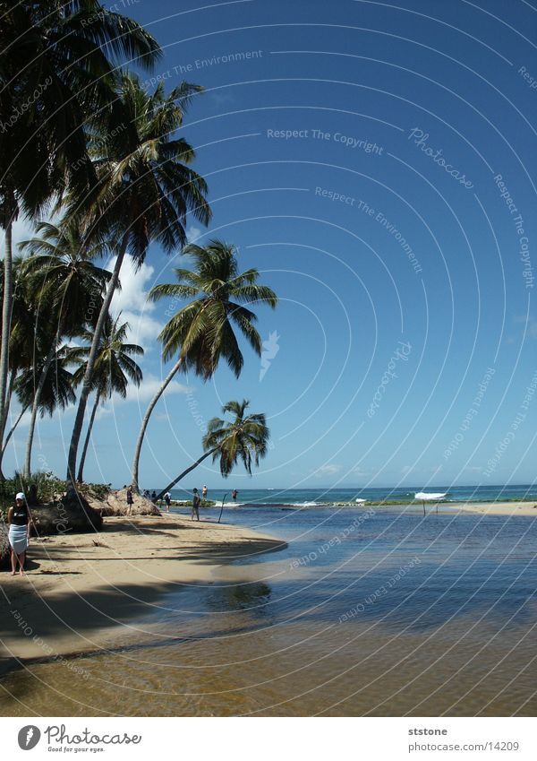 palm beach Palm tree Beach Punta Cana Ocean Cuba Sand Water Blue sky