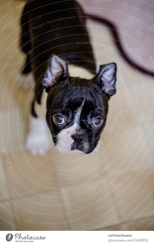 Boston Terrier Puppy Relaxation Animal Pet Dog 1 Baby animal Discover Looking Friendliness Natural Curiosity Cute Beautiful Black White Sympathy Love of animals