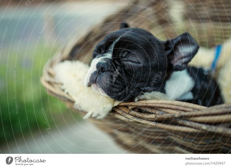 Boston Terrier Puppy Animal Pet Dog 1 Baby animal Relaxation Driving To enjoy Lie Sleep Dream Small Natural Cute Beautiful Joy Love of animals Peaceful