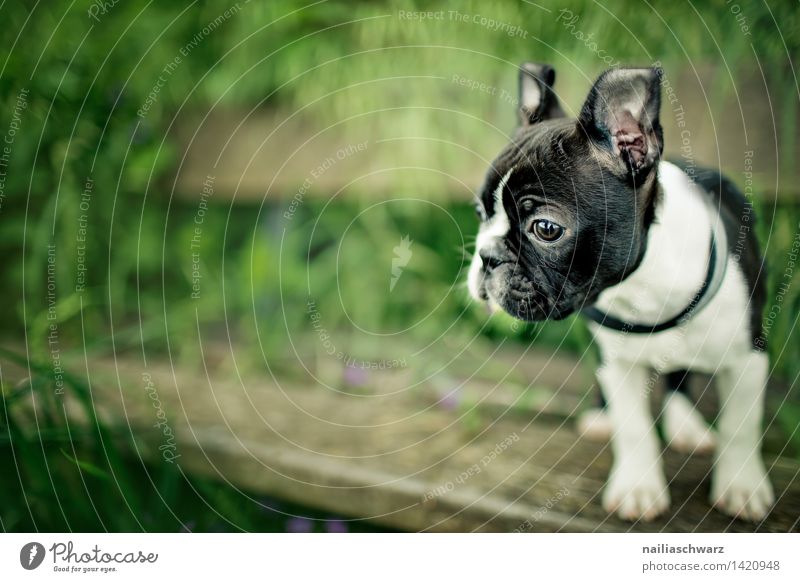 Boston Terrier Puppy Joy Playing Trip Spring Flower Park Meadow Observe Discover Going Listening Looking Happiness Small Curiosity Cute Positive Beautiful Green