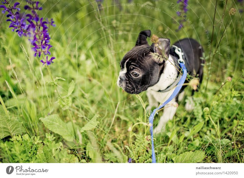 Boston Terrier Puppy Joy Playing Trip Nature Plant Animal Spring Flower Park Meadow Observe Discover Going To enjoy Walking Running Small Funny Curiosity Cute